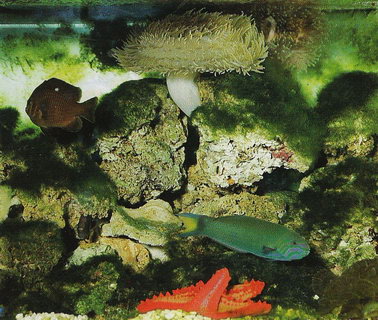 Имитация кораллового рифа в Рептилиуме-Аквариуме в Сан-Марино