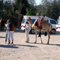 Араб с верблюдом на заработках