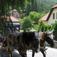 Замученные лошадки везут туристов