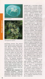 География и фауна Черного моря