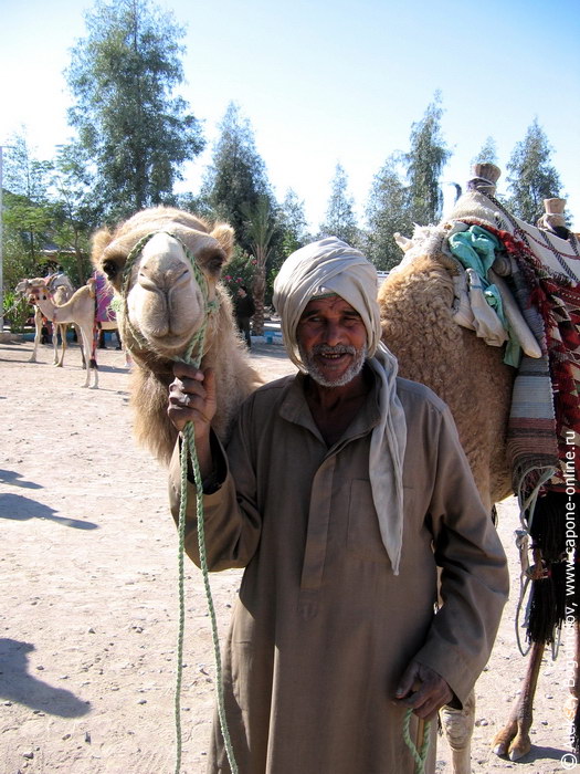 Бедуин с веблюдом