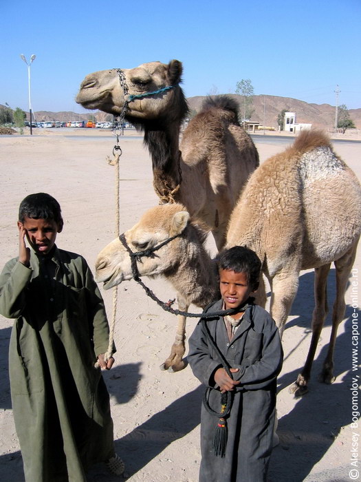 Арабские детки с верблюдами