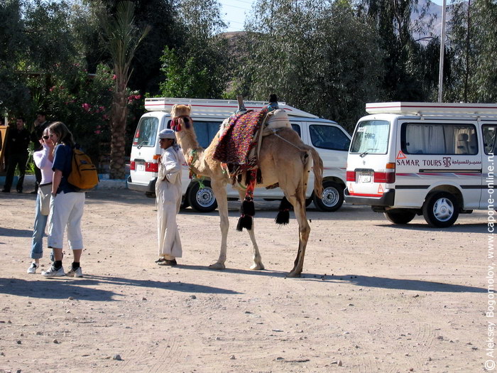 Араб с верблюдом на заработках