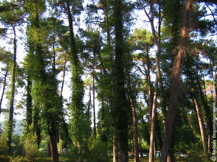 Сосны Сосны
