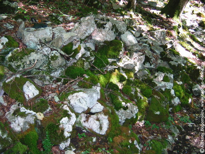 Камни и мох