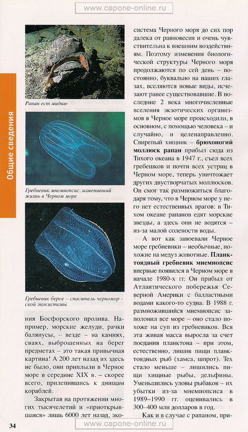 География и фауна Черного моря География и фауна Черного моря