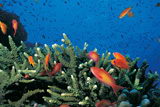 Рыбки и кораллы Красного моря (фото из инета).