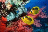 Рыбки и кораллы Красного моря (фото из инета).